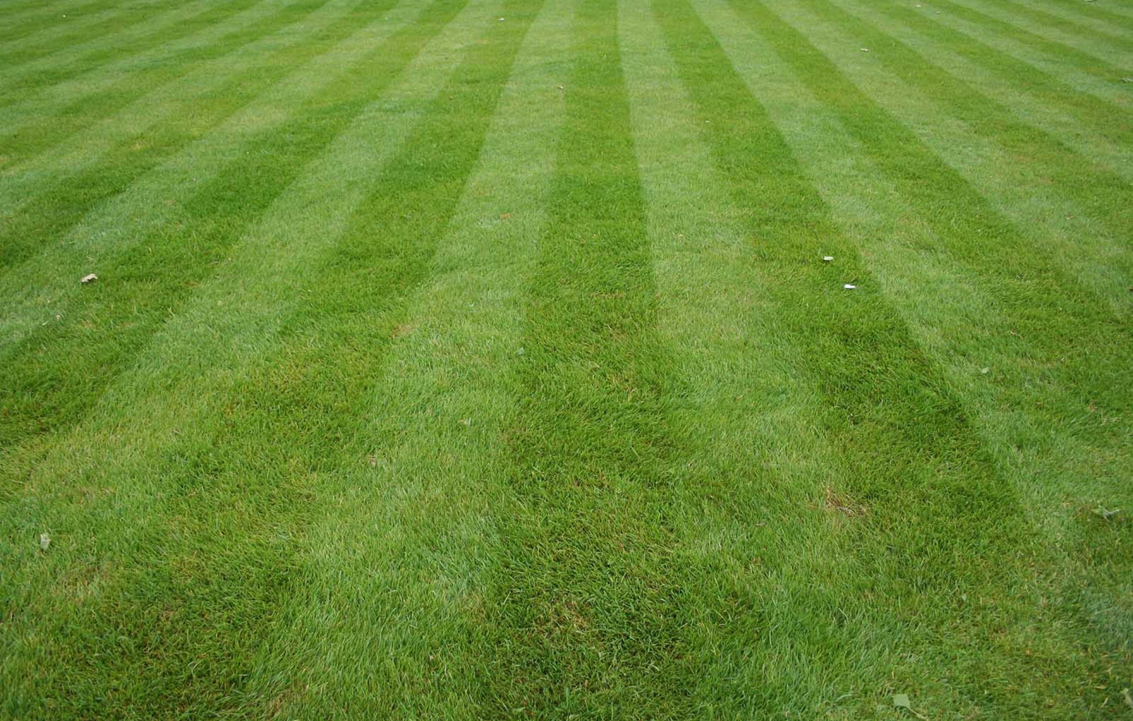 Grass
